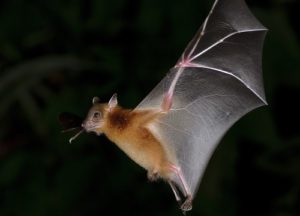 Flying bat