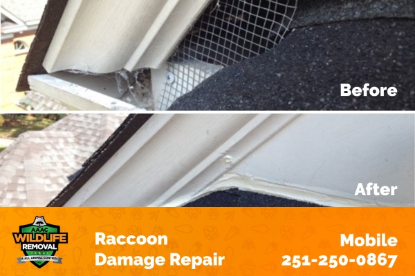 Raccoon Damage Repair Before and After