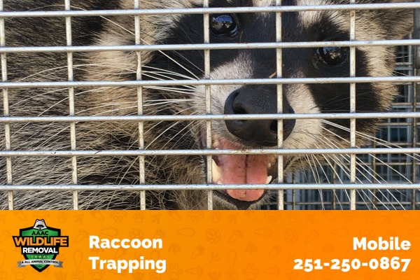 Raccoon Trapping Mobile