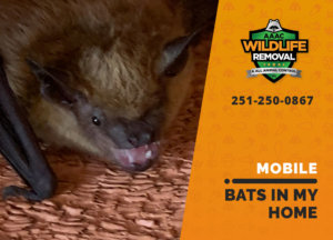 bats in my mobile home