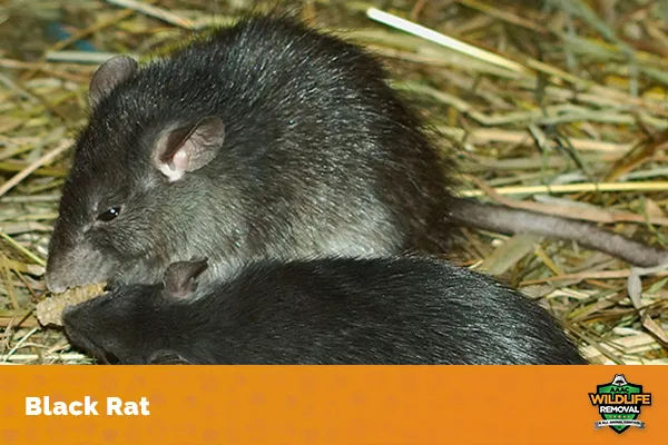 Image of a black rat