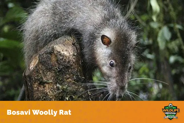 image of a bosavi woolly rat