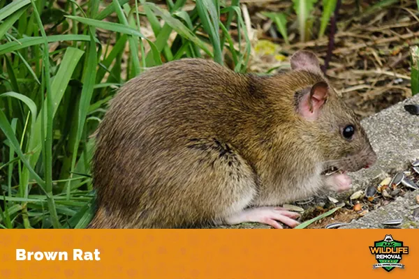 Image of a brown rat