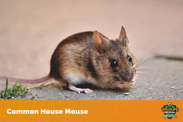 Image of a common house mouse