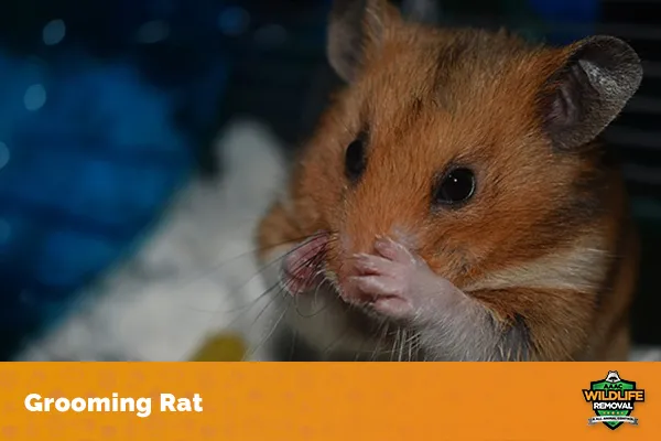 Image of a grooming rat