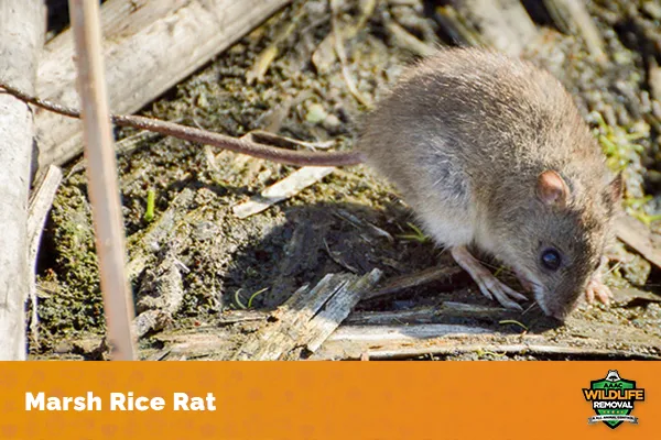 Image of a marsh rice rat