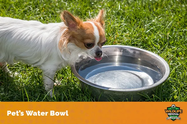 Image of a pet's water bowl