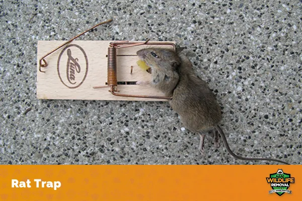 Image of a rat in a trap