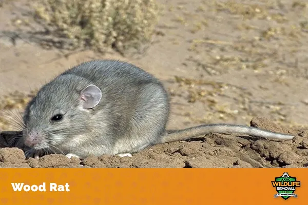 Image of a woodrat