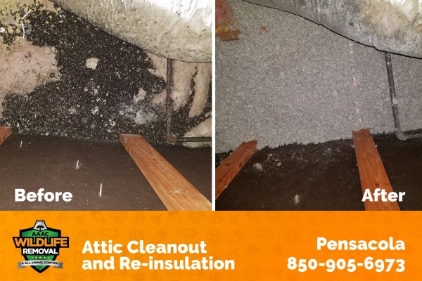 Attic cleanout and re-insulation before and after