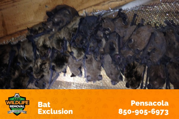 Bat Exclusion