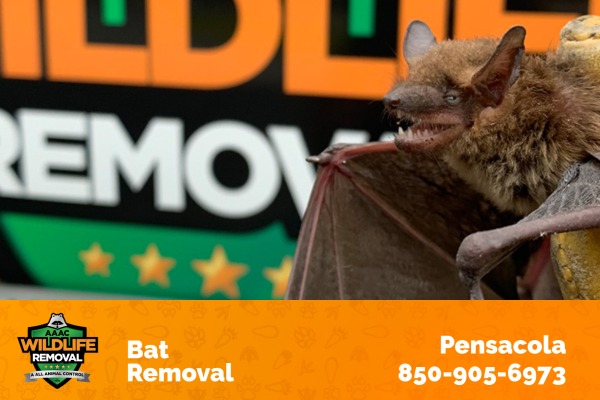 Wildlife Technician Holding a Bat in Front of Wildlife Removal Truck
