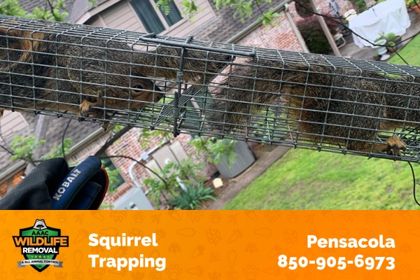 Squirrel Trapping Pensacola