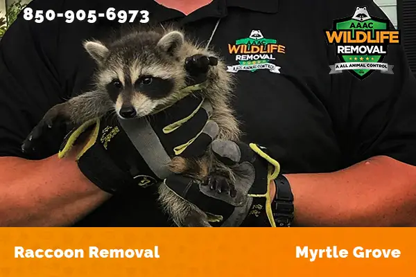 Raccoon Removal Myrtle Grove