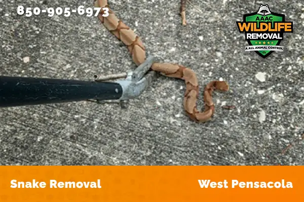 Snake Removal West Pensacola