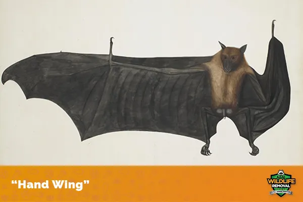 drawing of a bat with wing extended