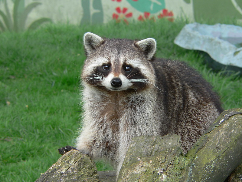 Raccoon Diseases Humans can Catch AAAC Wildlife Removal of Pensacola