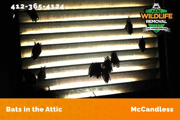 Bats in an attic in McCandless