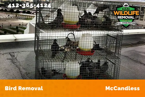 Bird Removal McCandless
