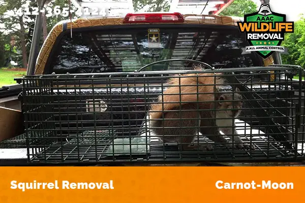 Squirrel Removal Carnot-Moon