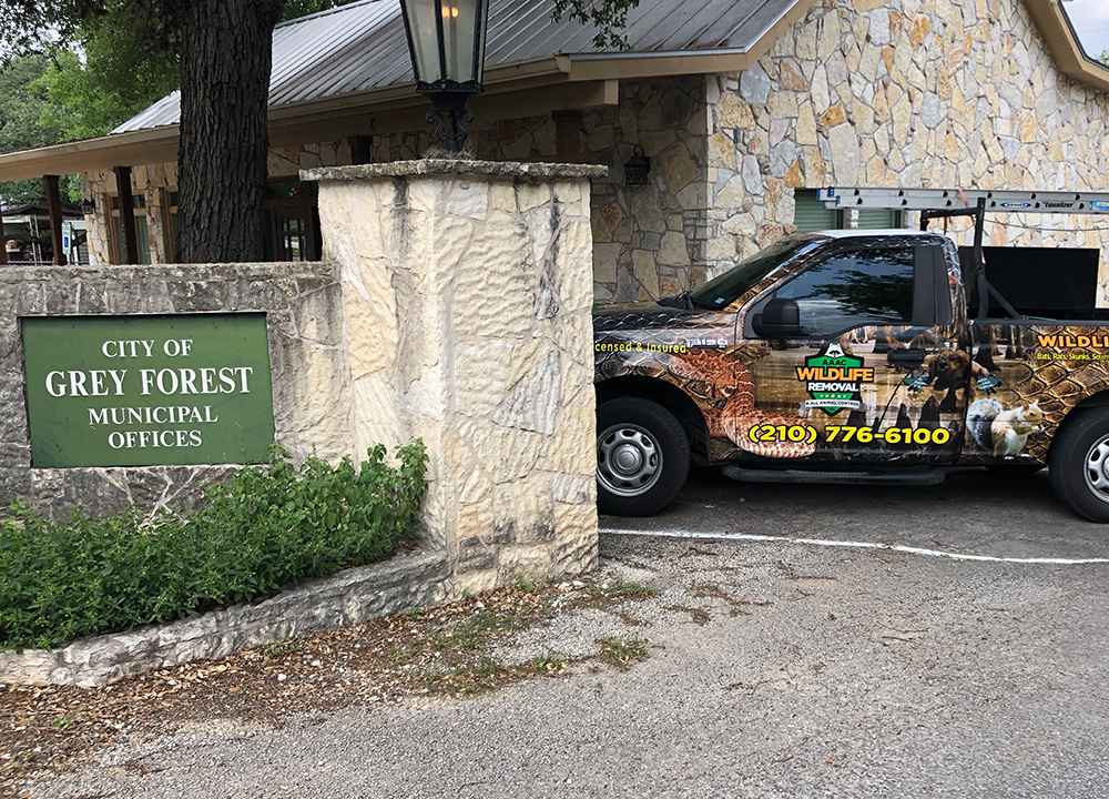 Wildlife Removal Grey Forest Wildlife Control & Attic Cleanup