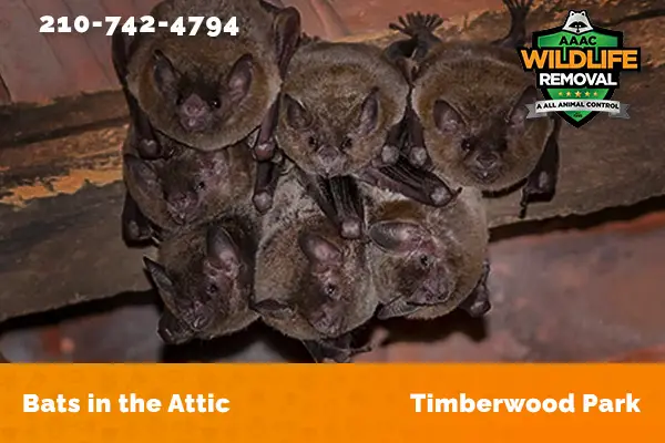 Bats in an attic in Timberwood Park