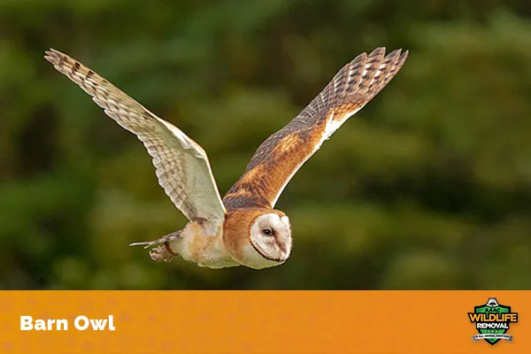 Image of a barn owl