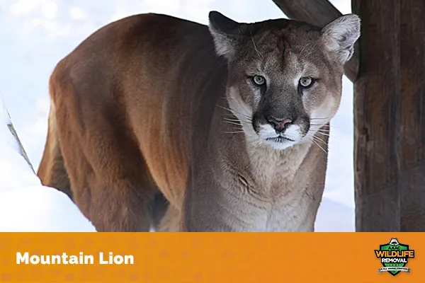 Image of a mountain lion