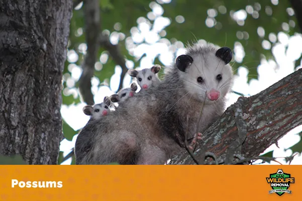 Image of possums