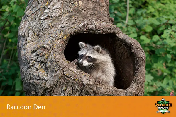 Image of a raccoon on its den in a tree