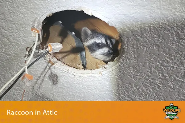 image of a raccoon in an attic