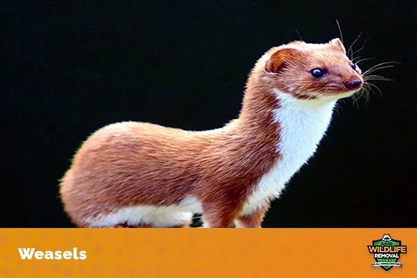 Image of a weasel