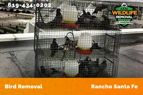 Bird Removal Rancho Santa Fe