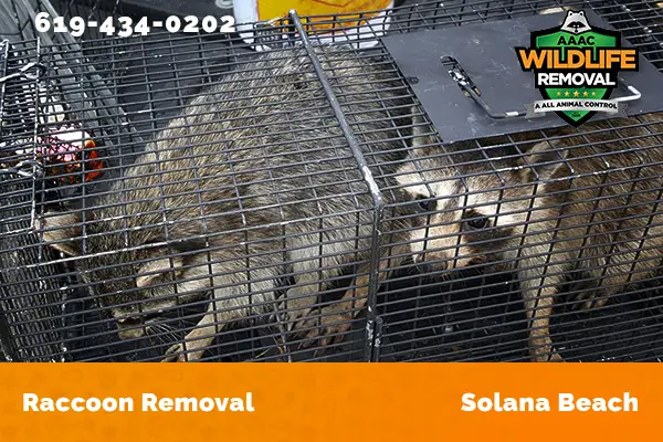 Raccoon Removal Solana Beach