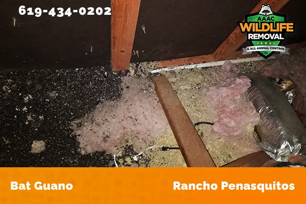 Bat Guano found in an attic in Rancho Penasquitos