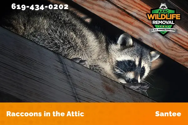 Racoon in the attic in Santee