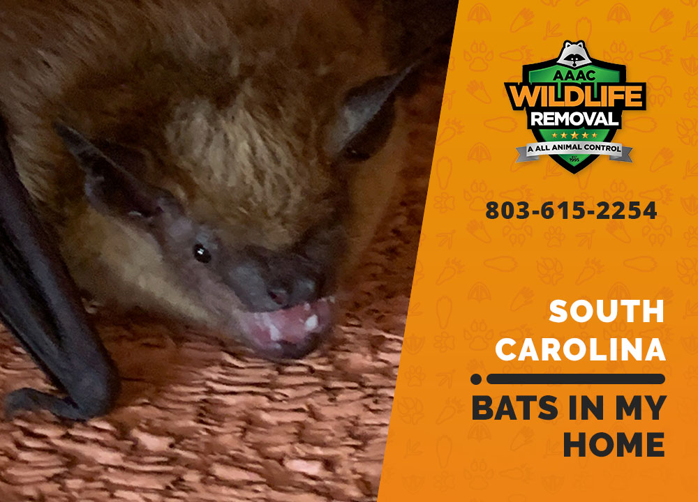 Bats In My Home AAAC Wildlife Removal of South Carolina