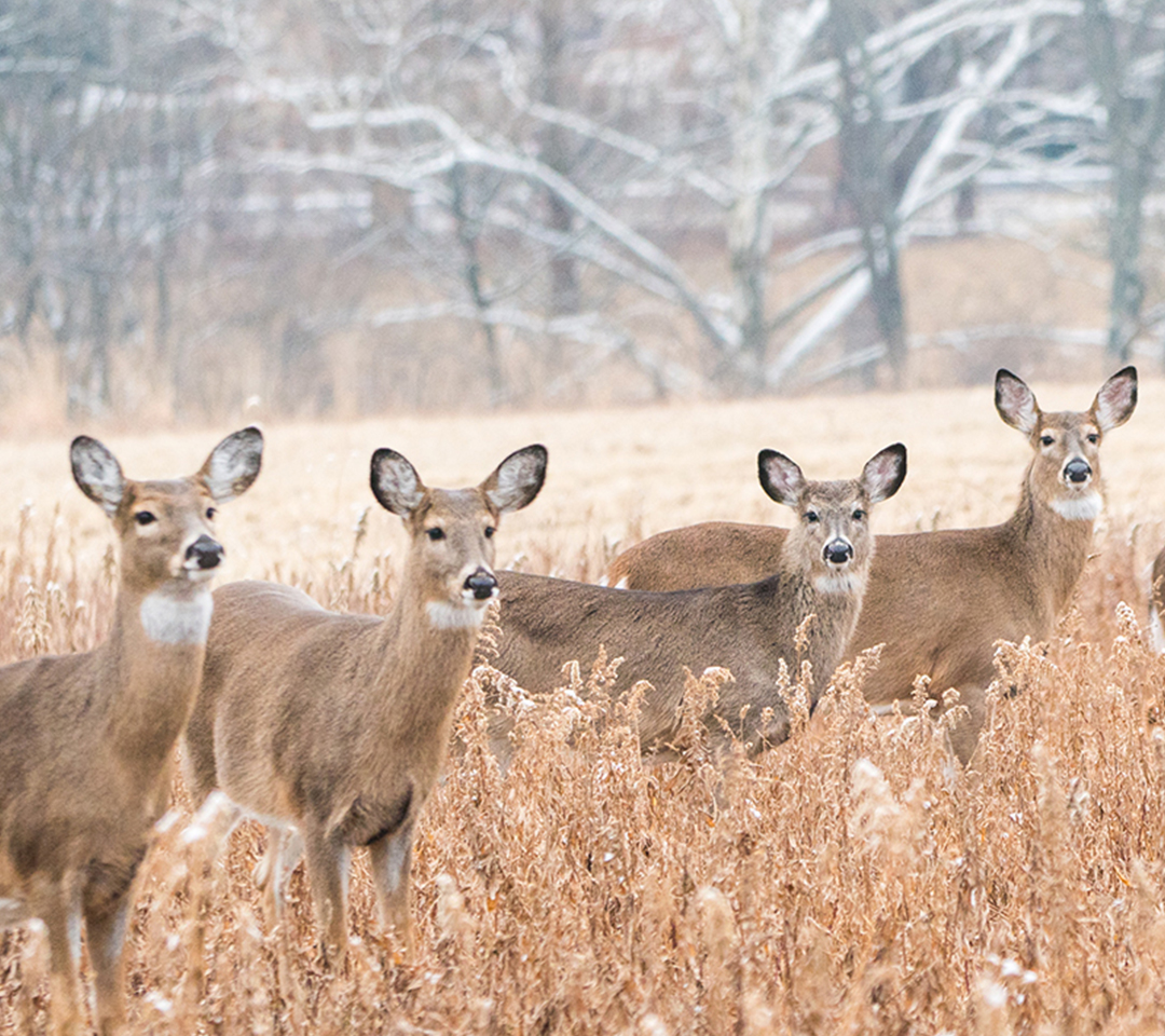 Deer Removal Rock Hill | Wildlife and Animal Control