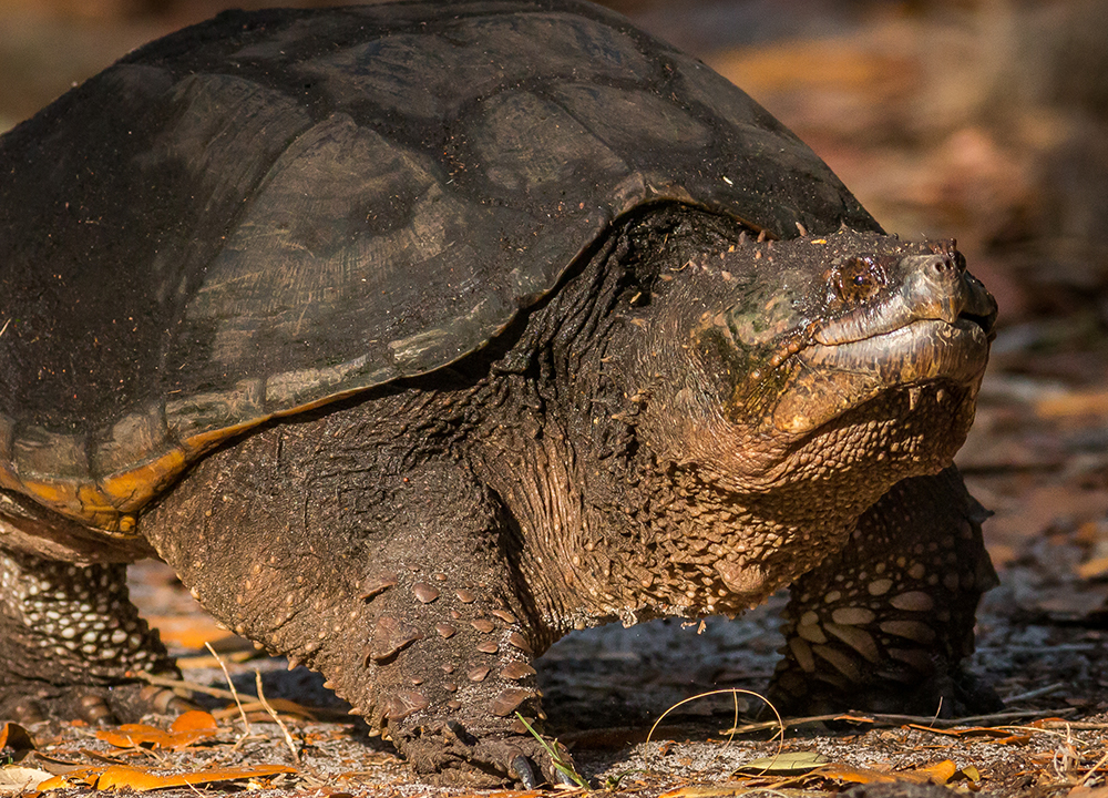 Turtle Removal Rock Hill | Wildlife and Animal Control