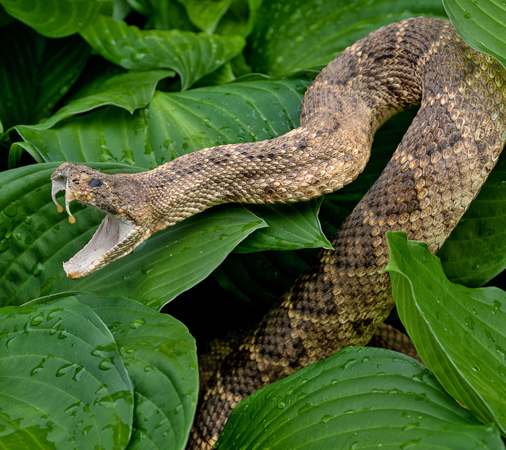 Snake Removal Sumter Wildlife And Animal Control