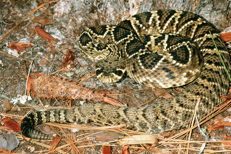 Different Types of Rattlesnakes AAAC Wildlife Removal of South Carolina