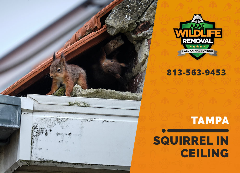 Squirrels in your ceiling AAAC Wildlife Removal of Tampa