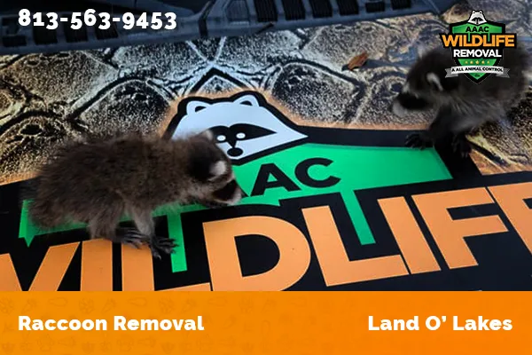 Raccoon Removal Land O Lakes