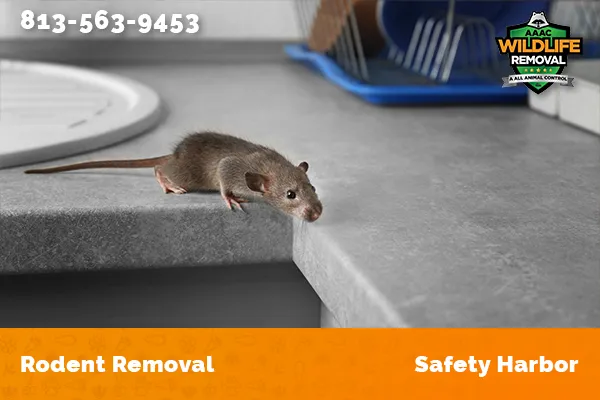 Rodent Removal Safety Harbor