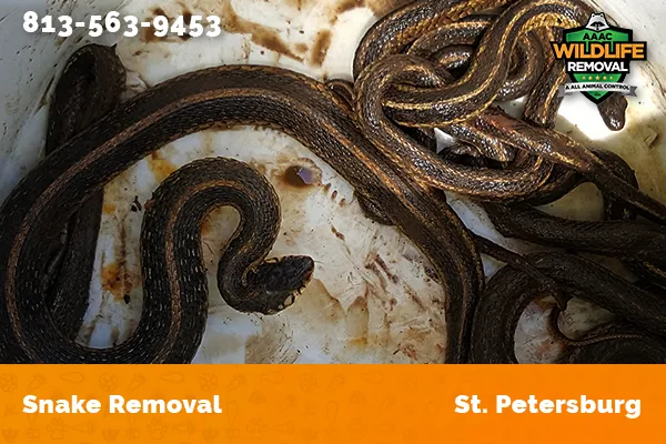 Snake Removal St. Petersburg