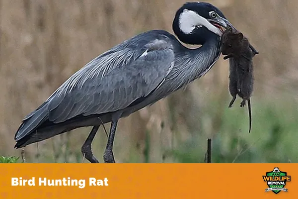 Image of a bird hunting rat