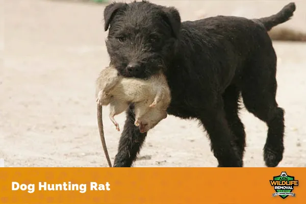 Image of a dog hunting rat