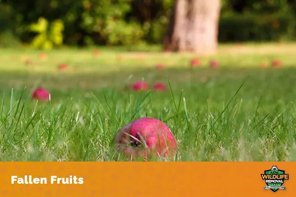 Image of fallen fruits 