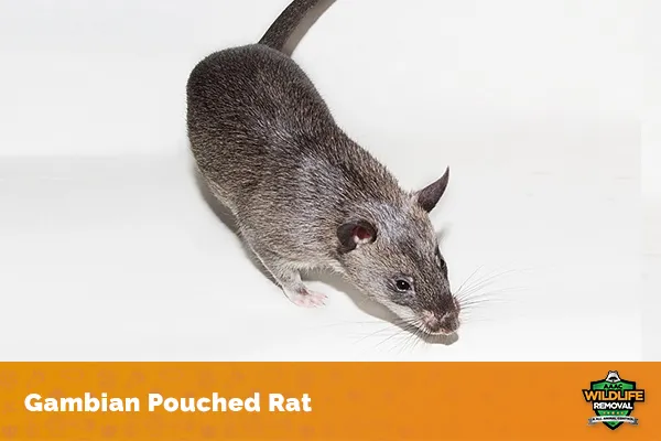 Image of a gambian pouched rat