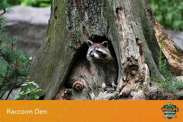 Image of a raccoon in their den in a tree